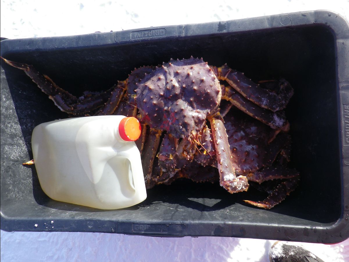 King Crab042